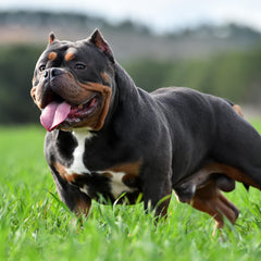 Calorie-dense kibble from Victor Bully Fuel fuels energetic bully breeds.