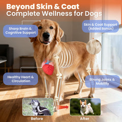 VUN Salmon Oil for Dogs coat shine close-up demonstrates silky fur and reduced shedding.
