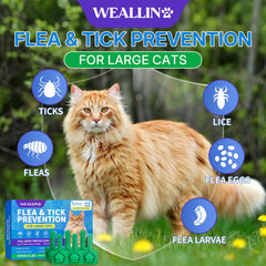 WEALLIN application between shoulder blades for targeted, mess-free flea protection.