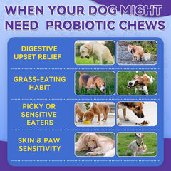 WEALLIN Dog Probiotics Chews Digestive Enzymes aid nutrient absorption.