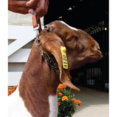 Weaver Leather goat collar pronged chain detail showing chrome-plated hardware and secure connection.