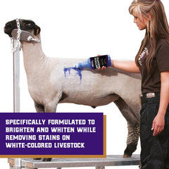 Weaver Livestock Whitening Shampoo lather application ensures thorough cleaning and stain lifting