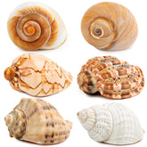 WeDoSoy 6Pcs Large Hermit Crab Shells, assorted sizes for varied crab housing options.