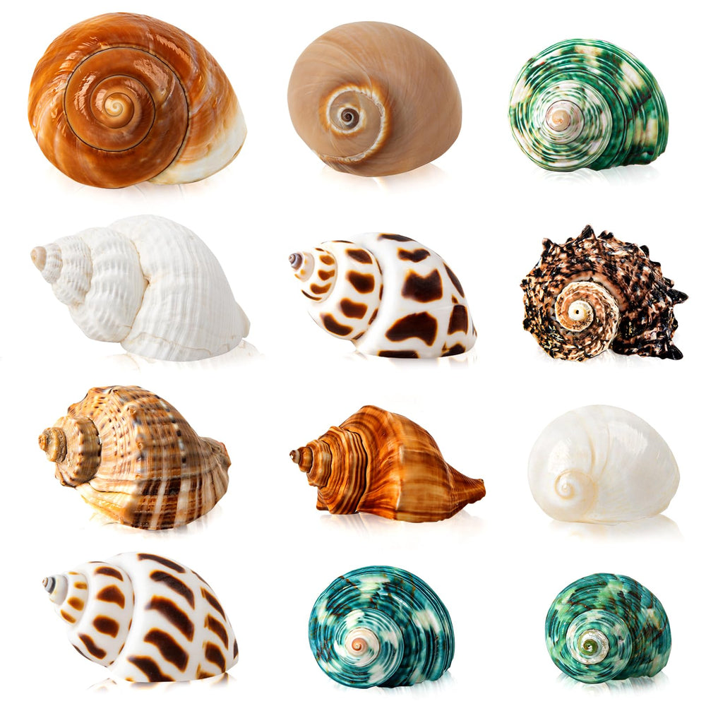WeDoSoy hermit crab shells collection; varied sizes support natural housing.