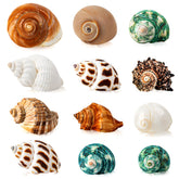 WeDoSoy hermit crab shells collection; varied sizes support natural housing.