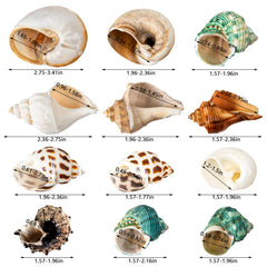 WeDoSoy shell patterns close-up highlighting natural textures.