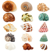 WeDoSoy shells collection 15pcs for varied crab sizes and natural habitat options