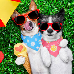 Weewooday paw print designs add fashionable dog styling