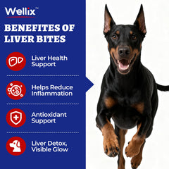 Wellix 260 Bites dog chews on floor, tasty liver support during meals.