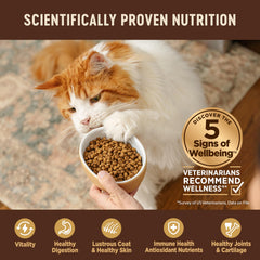 Serving Wellness CORE grain-free kibble in a bowl for cats.