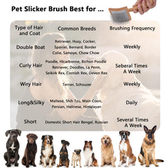 Werduoland grooming session with a Goldendoodle demonstrates calm brushing