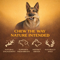 WhiteTail Naturals antler chews close-up, natural materials support chewing instincts.
