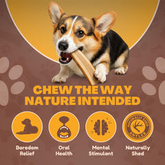 WhiteTail Naturals antler chews in pack demonstrates six piece convenient selection.
