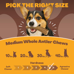 WhiteTail Naturals deer antler dog chews 3-pack medium texas-made from naturally shed antlers