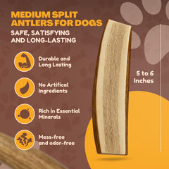 WhiteTail Naturals elk antler edge sanded for safety during indoor chewing.