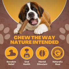 WhiteTail Naturals Jumbo XXL deer antler naturally shed and durable.