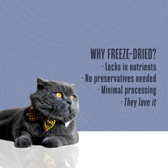 Whole Life Just One Salmon protein-packed snack for active cats