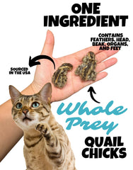 Wholesome Beast freeze-dried quail chicks 02 β whole prey texture for satisfying crunch