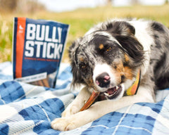 Wild Wolf Angus Bully Stick texture close-up, emphasizing durable chew for long-lasting entertainment.