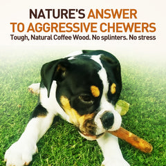 Puppy teething with Wildfang olive wood stick encourages safe chewing.