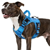 WINGOIN blue tactical dog harness side-entry for easy wearing during training