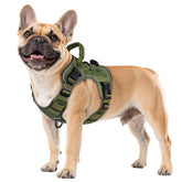 WINGOIN green tactical harness on a small dog, quick-side wear for fast fitting.