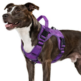 Wingoin purple tactical dog harness side-entry for quick on/off and comfortable fit.