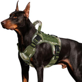 Wingoin tactical harness front view on large dog showing secure fit in green camo