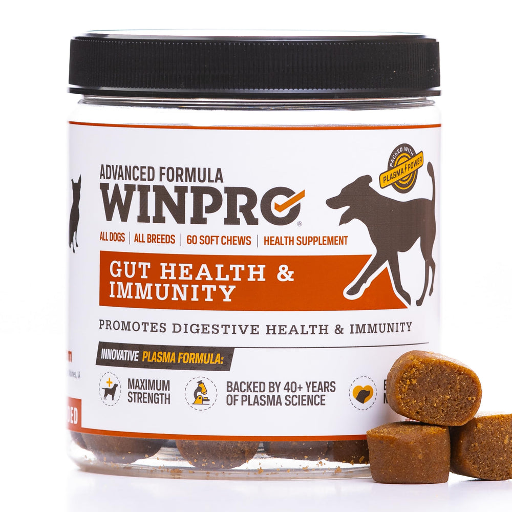WINPRO Dog Gut Health Chews bottle front promoting daily gut support for dogs