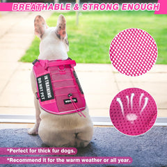 WINSEE patches on harness showcase roles like Service dog and In training