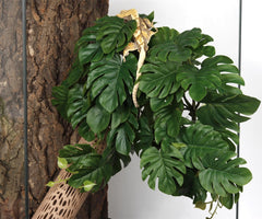 WOLEDOE beautify reptile tank with artificial plants