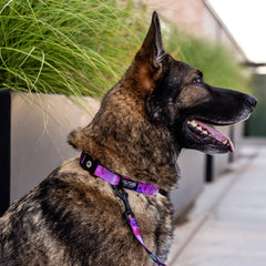 Wolfgang Heavy Duty collar d-ring attachment visible for reliable leash control