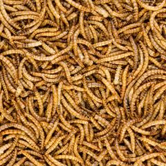 Close-up of Worm Nerd WN60 mealworms highlighting protein and fiber.