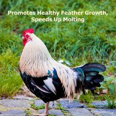 Birds during molt eating WORMSKING BSF larvae for feather regrowth