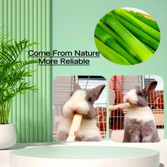 XLpeixin plant-fiber rich chew with natural texture for bite exercise.
