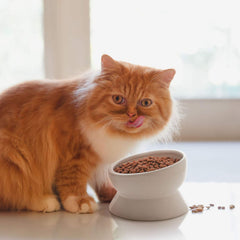Y YHY elevated cat bowl side view shows raised height for neck comfort