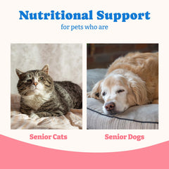YoYoBay Colostrum Gel served on a spoon for kittens and puppies.
