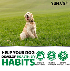 Tasty texture of YUMA'S No Poo Chews appealing to dogs during daily treat time