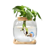 Zaborik Betta Bowl glass 6-inch diameter for compact aquatic display and plant growth.