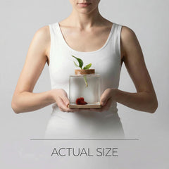 Zaborik square glass Betta tank highlights compact design for desk display.