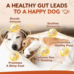 ZEBORA Probiotics for Dogs immune-support blend helps balance gut and immune response.