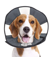ZenPet recovery cone on dog supports safe, comfortable recovery after surgery.
