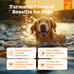 Zesty Paws Turmeric Curcumin dog chews ideal for mobility and digestive comfort.