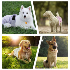 ZINGTERRA dog diaper pack side view, comfortable daily wear