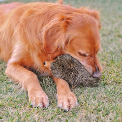 ZippyPaws Hedgehog dog-tug scene demonstrates versatile play.