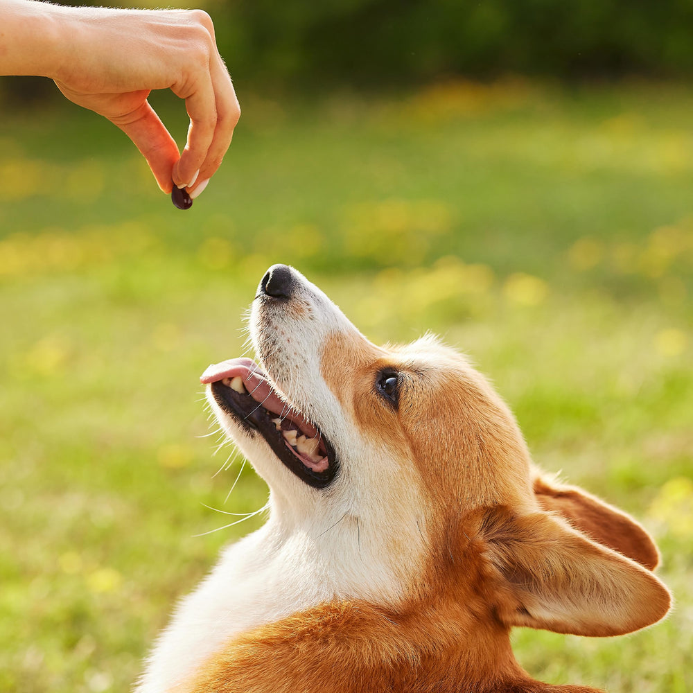 1-TDC WorksSoWell packaging label promotes overall pet wellness.