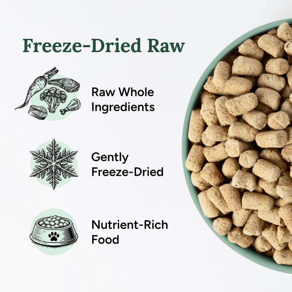 360 Pet Nutrition dog meal bowl served ready to eat with freeze-dried beef.