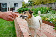 4CYTE Epiitalis Forte gel on a dog's leg showing joint support