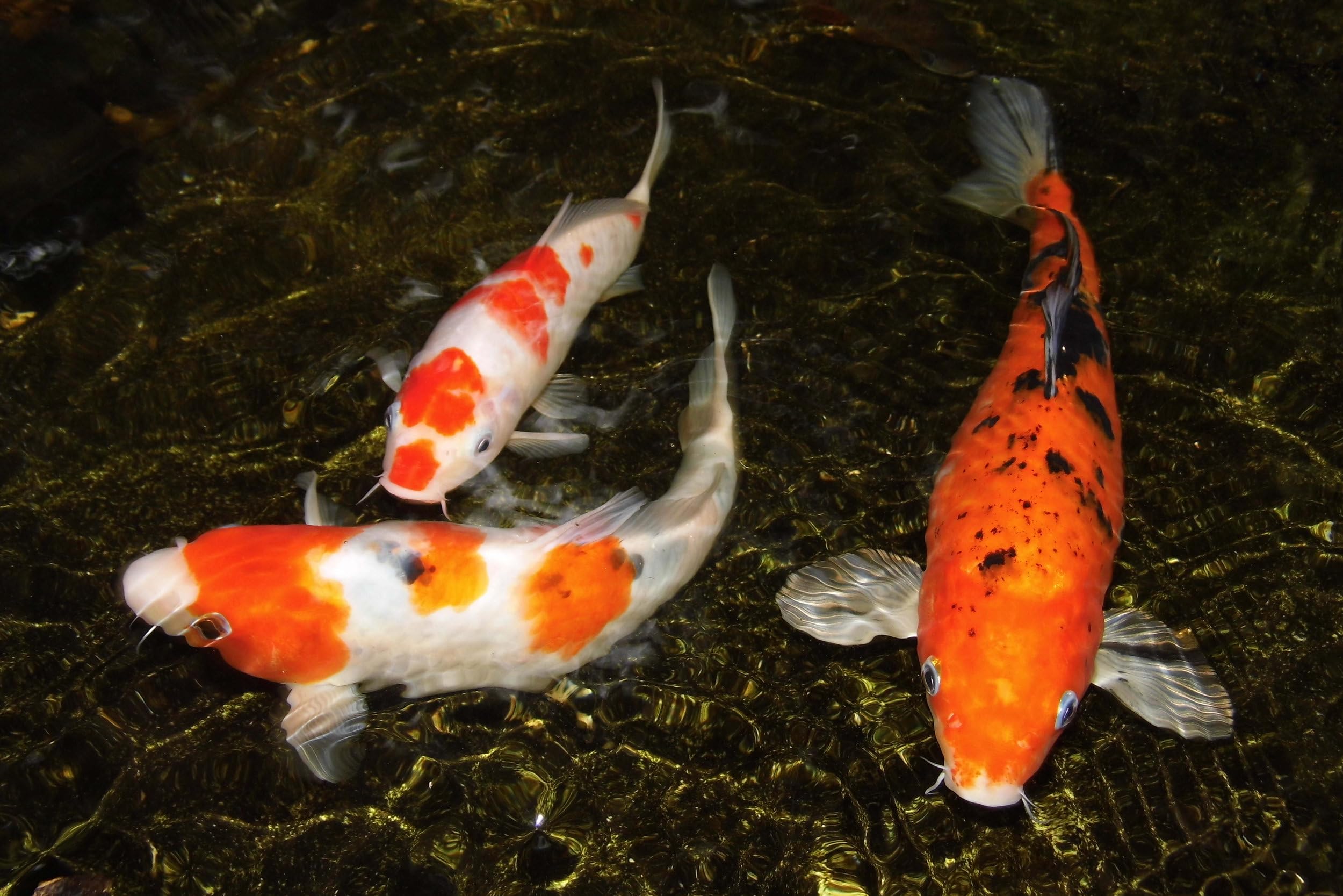 5oz bag ready for regular feeding routines with Aquatic Foods Inc.