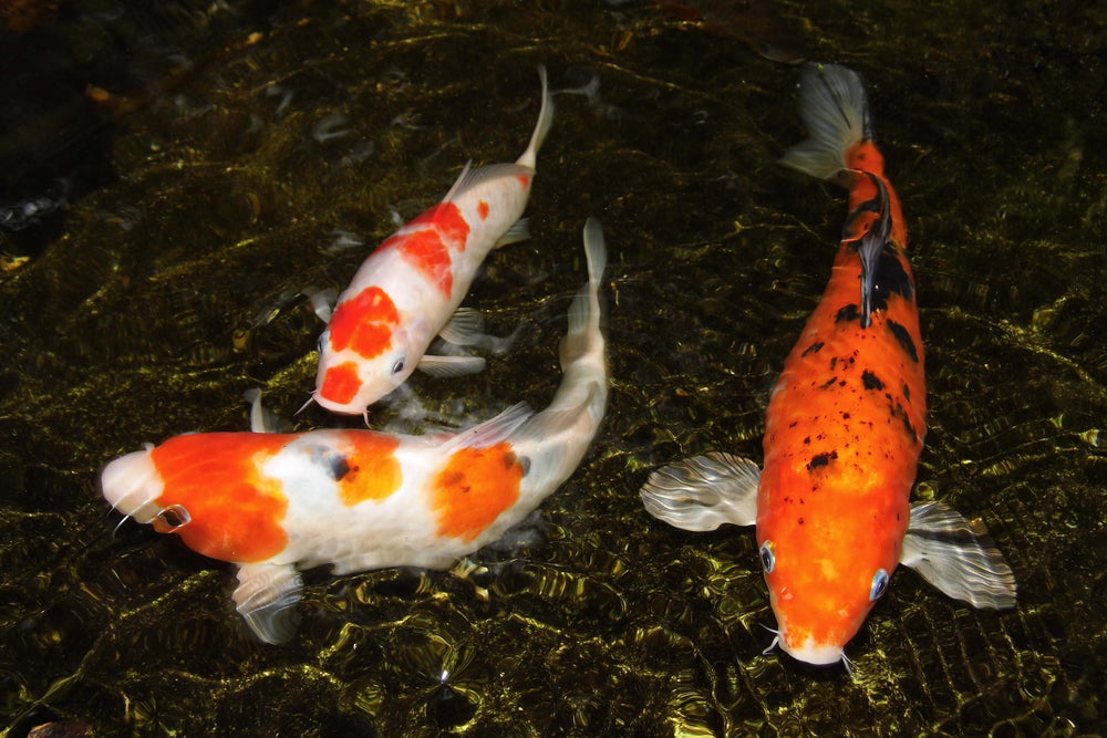 5oz bag ready for regular feeding routines with Aquatic Foods Inc.